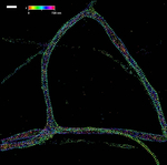Mouse IgG (H+L) Cross-Adsorbed Secondary Antibody in Immunocytochemistry (ICC/IF)