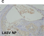 Mouse IgG Fc Secondary Antibody in Immunohistochemistry (Paraffin) (IHC (P))