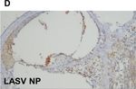 Mouse IgG Fc Secondary Antibody in Immunohistochemistry (Paraffin) (IHC (P))