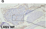 Mouse IgG Fc Secondary Antibody in Immunohistochemistry (Paraffin) (IHC (P))