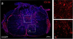 Mouse IgM (Heavy chain) Cross-Adsorbed Secondary Antibody in Immunohistochemistry (Frozen) (IHC (F))