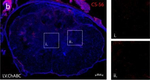 Mouse IgM (Heavy chain) Cross-Adsorbed Secondary Antibody in Immunohistochemistry (Frozen) (IHC (F))