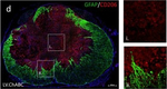 Rabbit IgG (H+L) Highly Cross-Adsorbed Secondary Antibody in Immunohistochemistry (Frozen) (IHC (F))