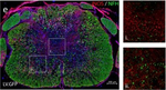 Rabbit IgG (H+L) Highly Cross-Adsorbed Secondary Antibody in Immunohistochemistry (Frozen) (IHC (F))