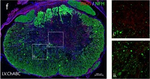 Rabbit IgG (H+L) Highly Cross-Adsorbed Secondary Antibody in Immunohistochemistry (Frozen) (IHC (F))