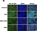 Rabbit IgG (H+L) Highly Cross-Adsorbed Secondary Antibody in Immunocytochemistry (ICC/IF)