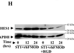 Rabbit IgG (H+L) Secondary Antibody in Western Blot (WB)