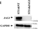 Rabbit IgG (H+L) Secondary Antibody in Western Blot (WB)