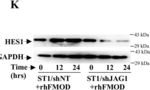 Rabbit IgG (H+L) Secondary Antibody in Western Blot (WB)