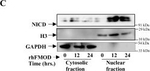 Rabbit IgG (H+L) Secondary Antibody in Western Blot (WB)
