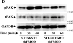 Rabbit IgG (H+L) Secondary Antibody in Western Blot (WB)