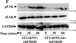 Rabbit IgG (H+L) Secondary Antibody in Western Blot (WB)