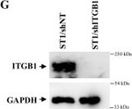 Rabbit IgG (H+L) Secondary Antibody in Western Blot (WB)