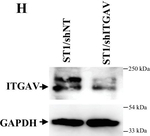 Rabbit IgG (H+L) Secondary Antibody in Western Blot (WB)