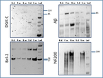 Rabbit IgG (H+L) Poly-HRP Secondary Antibody in Western Blot (WB)