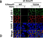 Rat IgG (H+L) Highly Cross-Adsorbed Secondary Antibody in Immunocytochemistry (ICC/IF)