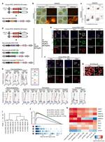 Blimp-1 Antibody in Immunohistochemistry, Immunocytochemistry (IHC, ICC/IF)