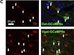 Rabbit IgG (H+L) Cross-Adsorbed Secondary Antibody in Immunocytochemistry (ICC/IF)