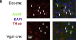 Rabbit IgG (H+L) Cross-Adsorbed Secondary Antibody in Immunocytochemistry (ICC/IF)