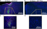 Rabbit IgG (H+L) Cross-Adsorbed Secondary Antibody in Immunohistochemistry (Frozen) (IHC (F))
