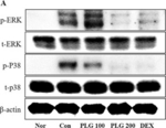 Rabbit IgG (H+L) Secondary Antibody in Western Blot (WB)