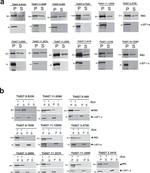 Rabbit IgG (H+L) Cross-Adsorbed Secondary Antibody in Western Blot (WB)
