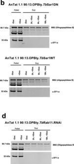 Rabbit IgG (H+L) Cross-Adsorbed Secondary Antibody in Western Blot (WB)