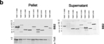 Rabbit IgG (H+L) Cross-Adsorbed Secondary Antibody in Western Blot (WB)