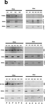 Rabbit IgG (H+L) Cross-Adsorbed Secondary Antibody in Western Blot (WB)