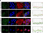 Mouse IgG (H+L) Cross-Adsorbed Secondary Antibody in Immunocytochemistry (ICC/IF)