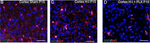 Rabbit IgG (H+L) Highly Cross-Adsorbed Secondary Antibody in Immunocytochemistry (ICC/IF)