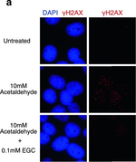 Mouse IgG (H+L) Highly Cross-Adsorbed Secondary Antibody in Immunocytochemistry (ICC/IF)