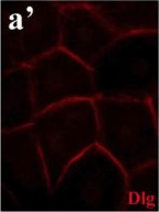 Mouse IgG (H+L) Cross-Adsorbed Secondary Antibody in Immunocytochemistry (ICC/IF)
