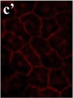 Mouse IgG (H+L) Cross-Adsorbed Secondary Antibody in Immunocytochemistry (ICC/IF)
