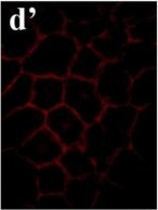 Mouse IgG (H+L) Cross-Adsorbed Secondary Antibody in Immunocytochemistry (ICC/IF)