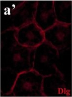 Mouse IgG (H+L) Cross-Adsorbed Secondary Antibody in Immunocytochemistry (ICC/IF)