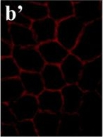 Mouse IgG (H+L) Cross-Adsorbed Secondary Antibody in Immunocytochemistry (ICC/IF)