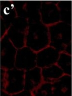 Mouse IgG (H+L) Cross-Adsorbed Secondary Antibody in Immunocytochemistry (ICC/IF)