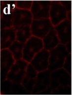 Mouse IgG (H+L) Cross-Adsorbed Secondary Antibody in Immunocytochemistry (ICC/IF)