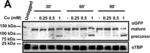 Rabbit IgG (H+L) Highly Cross-Adsorbed Secondary Antibody in Western Blot (WB)