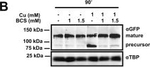 Rabbit IgG (H+L) Highly Cross-Adsorbed Secondary Antibody in Western Blot (WB)