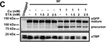 Rabbit IgG (H+L) Highly Cross-Adsorbed Secondary Antibody in Western Blot (WB)