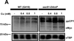 Rabbit IgG (H+L) Highly Cross-Adsorbed Secondary Antibody in Western Blot (WB)