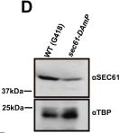 Rabbit IgG (H+L) Highly Cross-Adsorbed Secondary Antibody in Western Blot (WB)