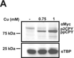 Rabbit IgG (H+L) Highly Cross-Adsorbed Secondary Antibody in Western Blot (WB)