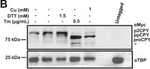 Rabbit IgG (H+L) Highly Cross-Adsorbed Secondary Antibody in Western Blot (WB)