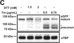 Rabbit IgG (H+L) Highly Cross-Adsorbed Secondary Antibody in Western Blot (WB)