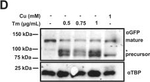 Rabbit IgG (H+L) Highly Cross-Adsorbed Secondary Antibody in Western Blot (WB)