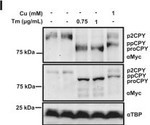 Rabbit IgG (H+L) Highly Cross-Adsorbed Secondary Antibody in Western Blot (WB)