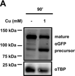 Rabbit IgG (H+L) Highly Cross-Adsorbed Secondary Antibody in Western Blot (WB)